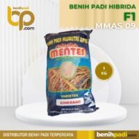 Benih Padi Inpari 32 Mentes 5 kg Bibit Padi Premium