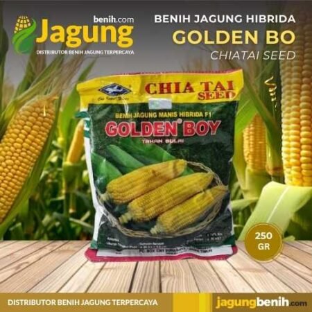 Benih Jagung Golden Boy - CHIA TAI SEED