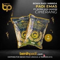 Benih Padi PREMIUM Merk PADI EMAS Varietas CIHERANG